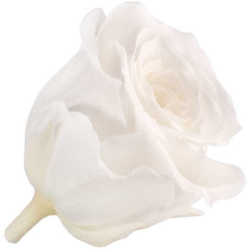 [RSP/4000] RSP/4000 Rose Köpfe Prinzessin Stabilisierte Weiß 16 Ud