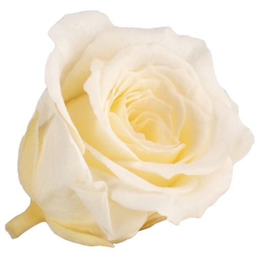 [RSP/4020] RSP/4020 Rose Köpfe Prinzessin Stabilisierte Champagner 16 Ud