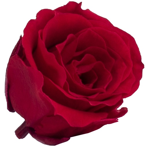 [RSP/4200] RSP/4200 Têtes de Roses Princesse stabilisée Rouge W-Box 16 têtes
