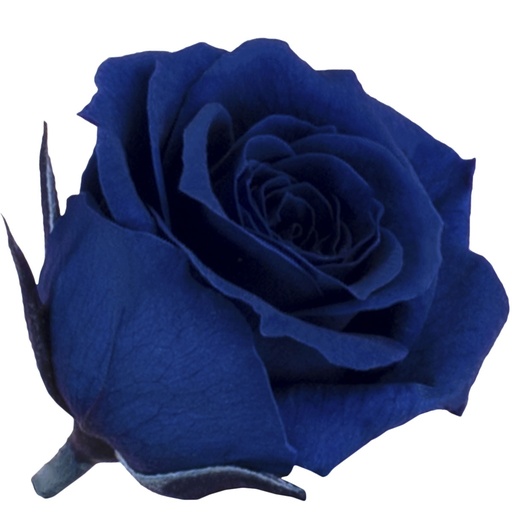 [RSP/4630] RSP/4630 Rose Köpfe Prinzessin Stabilisierte Dunkelblau 16 Ud