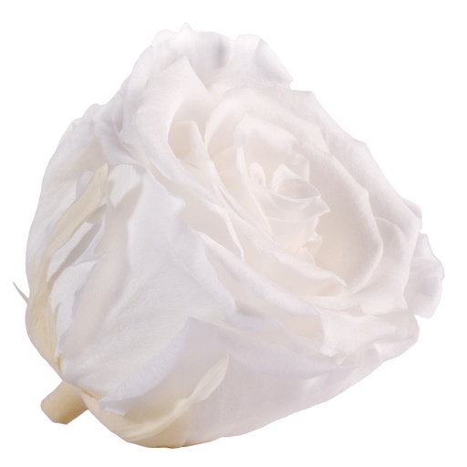 [RSX/2000] RSX/2000 Têtes de Roses Extra stabilisée Blanc W-Box 6 têtes