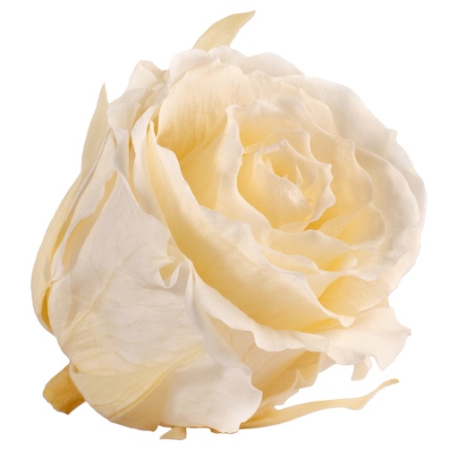 [RSX/2020] RSX/2020 Rose Köpfe Extra stabilisierte Champagner 6 Ud
