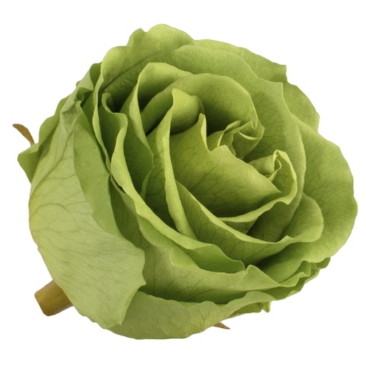 [RSX/2150] RSX/2150  Rose Köpfe Extra stabilisierte Grüntee 6 Ud