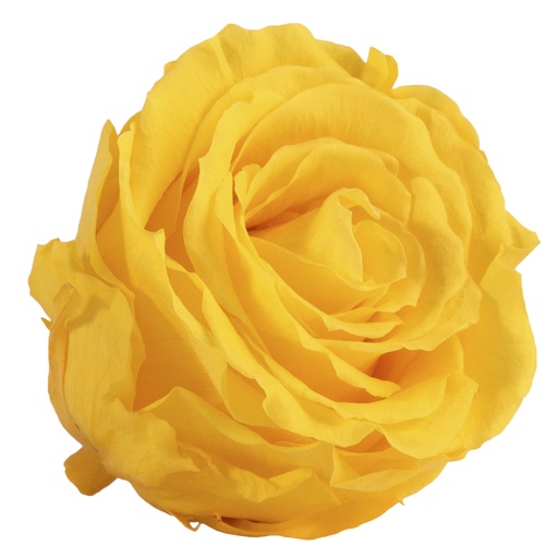 [RSX/2340] RSX/2340 Têtes de Roses Extra stabilisée Jaune Vif W-Box 6 têtes