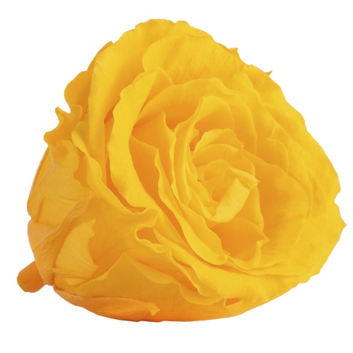 [RSX/2350] RSX/2350 Têtes de Roses Extra stabilisée Jaune Chaud W-Box 6 têtes