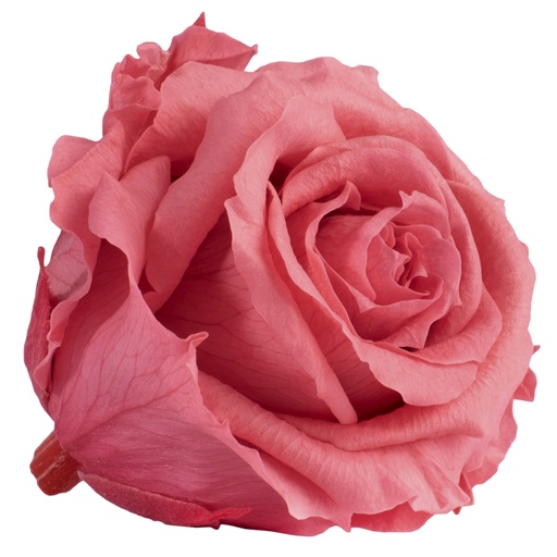[RSX/2490] RSX/2490 Rose Köpfe Extra Stabilisierte Dunkel Rosa 6 Ud