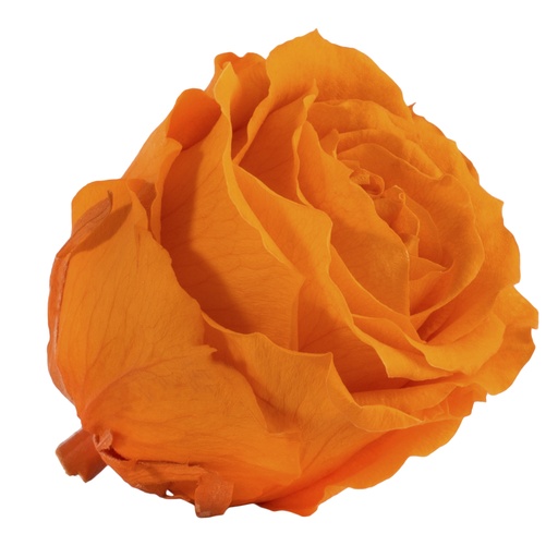 [RSX/2530] RSX/2530 Rose Köpfe Extra Stabilisierte Orange 6 Ud
