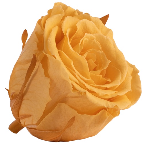[RSX/2550] RSX/2550 Rose Köpfe Extra Stabilisierte Pfirsich 6 Ud