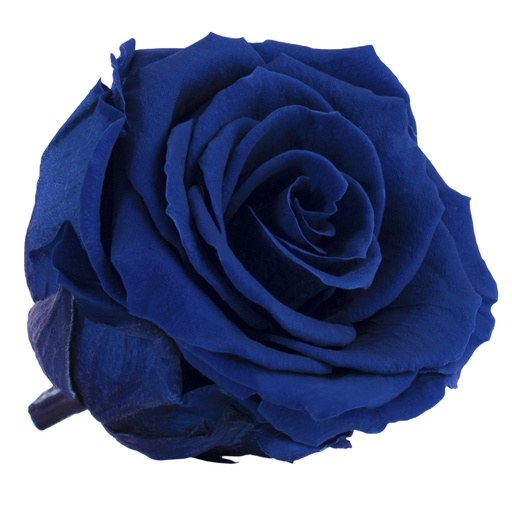 [RSX/2630] RSX/2630 Rose Köpfe Extra Stabilisierte Dunkelblau 6 Ud