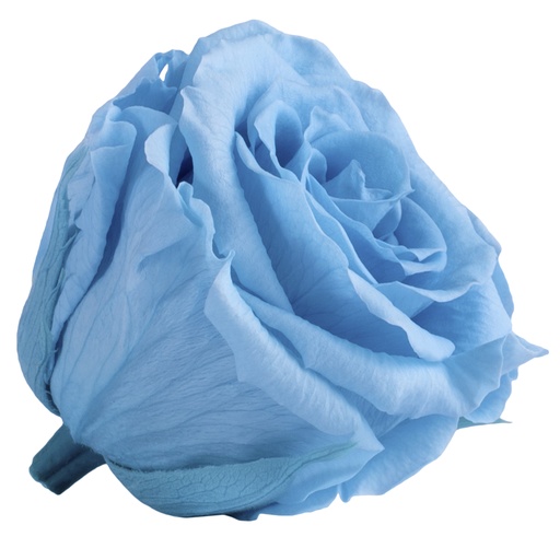 [RSX/2640] RSX/2640 Rose Köpfe Extra Stabilisierte Hellblau 6 Ud