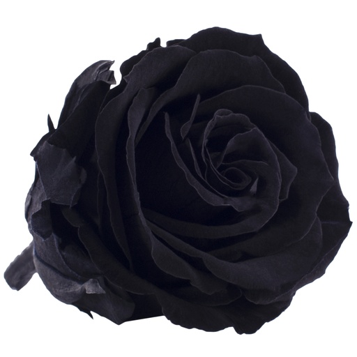 [RSX/2990] RSX/2990 Rose Köpfe Extra Stabilisierte Schwarz 6 Ud