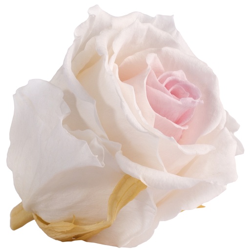 [RSXB/2040] RSXB/2040 Rose Köpfe Extra Zweifarbig Stabilisierte hellrosa 6 Ud