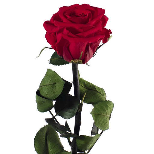 [PRZ/2200] PRZ/2200 Rose Amorosa stabilisée Mini Rouge