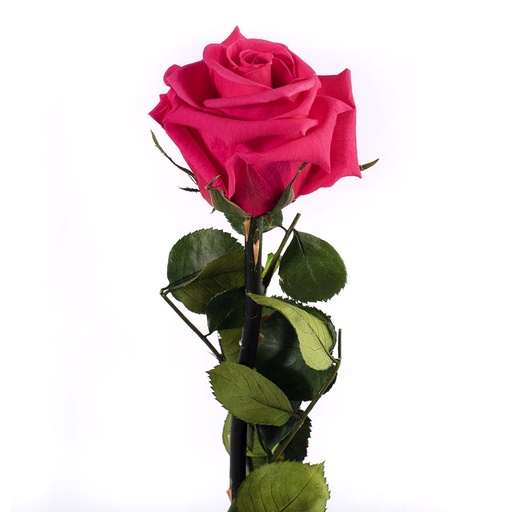 [PRZ/2490] PRZ/2490 Rose Amorosa stabilisée Mini Rose