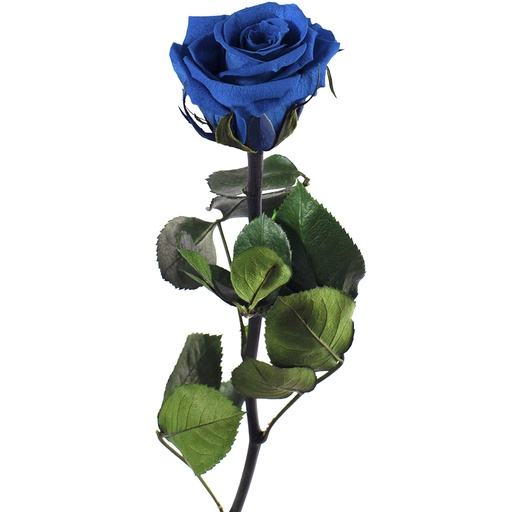 [PRZ/2630] PRZ/2630 Rose Amorosa stabilisée Mini Azur
