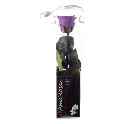 [PRZ/2830] PRZ/2830 Mini Amorosa Stabilisierte Lila Stamm 25 Ud