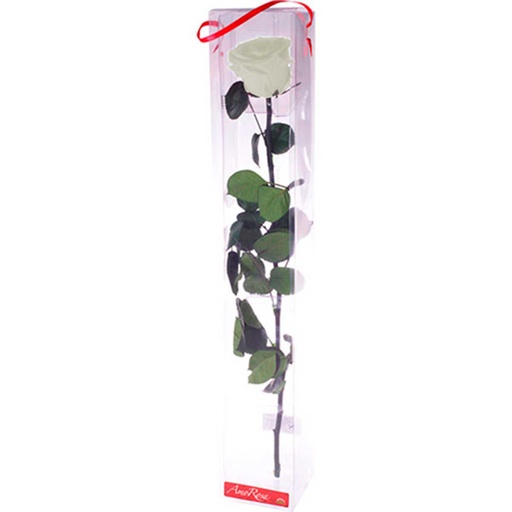 [PRZ/7000] PRZ/7000 Rose Amorosa stabilisée Blanc