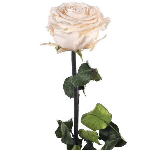 [PRZ/7021] PRZ/7021 Rose Amorosa stabilisée Champagne En vrac