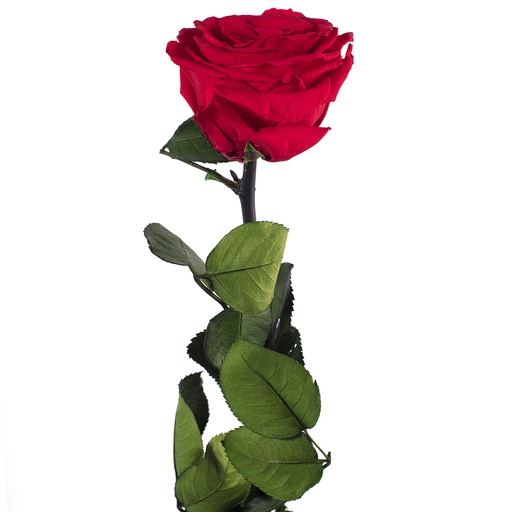 [PRZ/7200] PRZ/7200 Rose Amorosa stabilisée Rouge