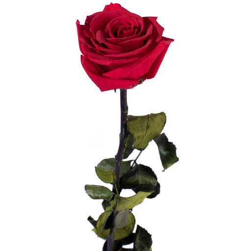 [PRZ/7201] PRZ/7201 Rose Amorosa stabilisée Rouge En vrac