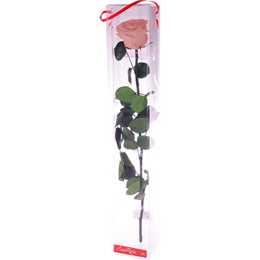 [PRZ/7420] PRZ/7420 Rose Amorosa stabilisée Rose Pastel
