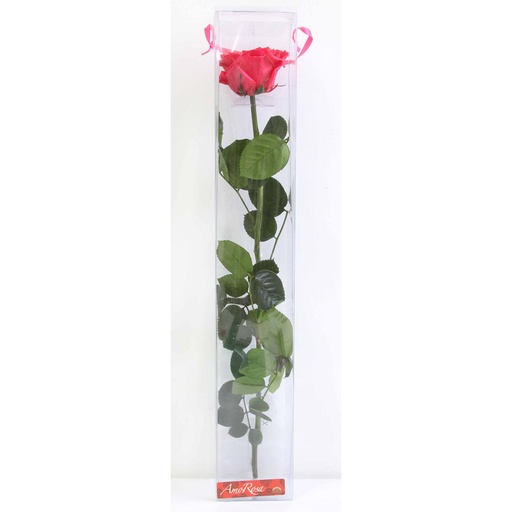 [PRZ/7490] PRZ/7490 Rose Amorosa stabilisée Rose Foncé