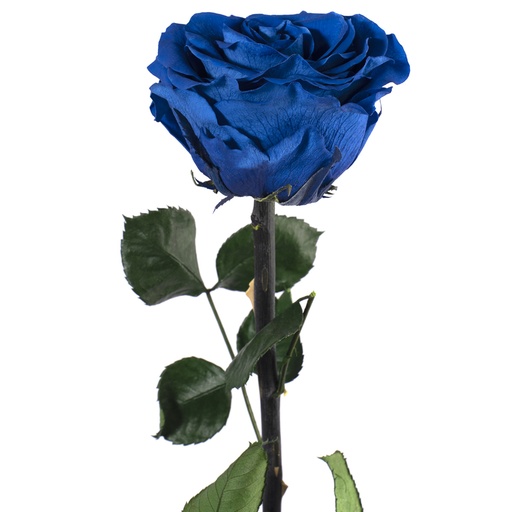 [PRZ/7630] PRZ/7630 Rose Amorosa stabilisée Azur