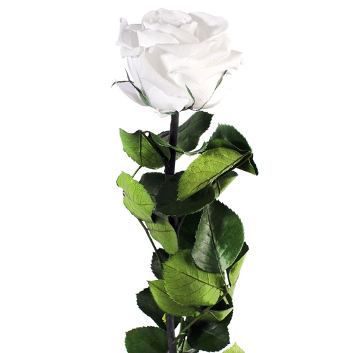 [PRZ/1000] PRZ/1000 Rose Amorosa stabilisée Blanc 20 Ud