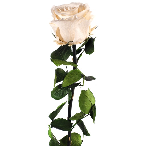 [PRZ/1020] PRZ/1020 Rose Amorosa stabilisée Champagne