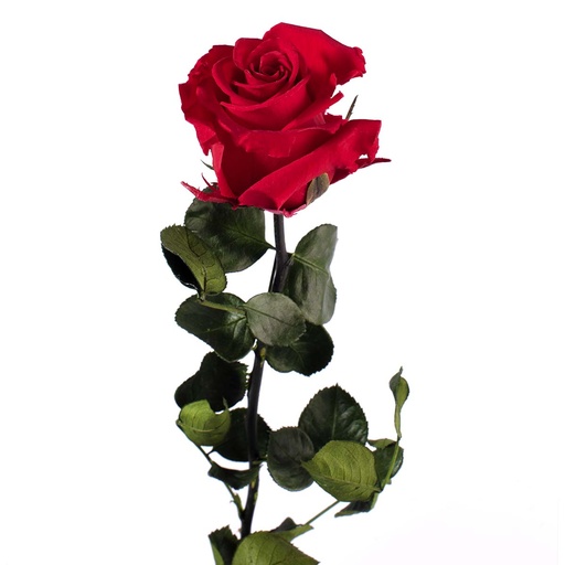 [PRZ/1200] PRZ/1200 Rose Amorosa stabilisée Rouge