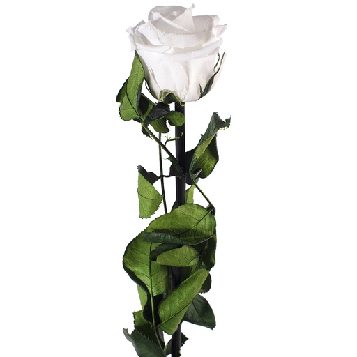 [PRZ/3000] PRZ/3000 Rose Amorosa stabilisée Blanc En vrac30 Ud 