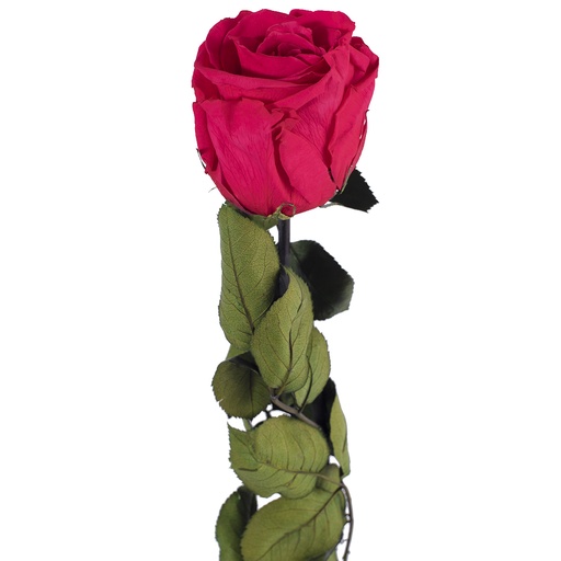 [PRZ/3490] PRZ/3490 Rose Amorosa stabilisée Rose Foncé En vrac 30 Ud