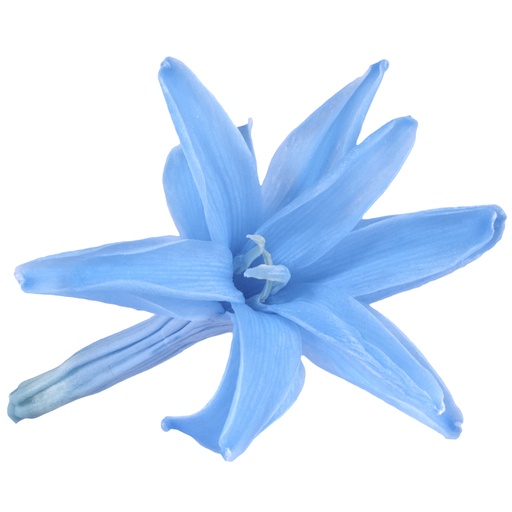 [NAR/1640] NAR/1640 Tuberose Nardos Preserved Sky Blue W-Box 12 heads