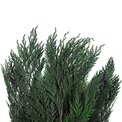 [THU/0103] THU/0103  Thuya Orientalis Preserved Green 30-60 cm