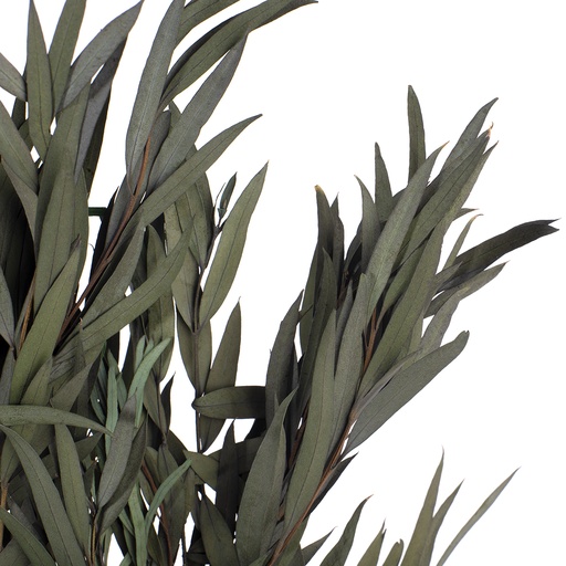 [NIC/0104] NIC/0104 Nicoly Eukalyptus Stabilisierte Grün 40-80 cm