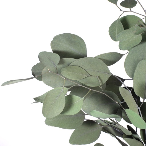 [POP/0104] POP/0104 Populus Eucalyptus stabilisée Vert 40-80cm