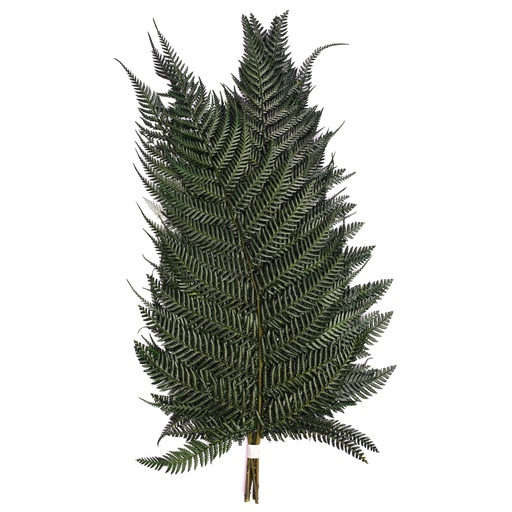 [FBR/9103] FBR/9103 Fern Brillant Preserved Green 30-40 cm