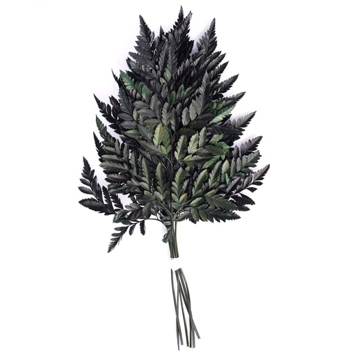 [FLC/6105] FLC/6105 Fern Cuire Preserved Green 30-35 cm