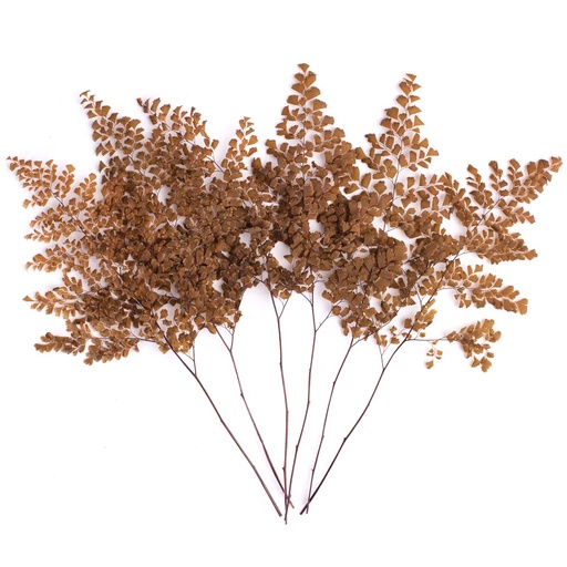 [FLU/9503] FLU/9503 Lutti Fern Preserved Orange 20-30 cm