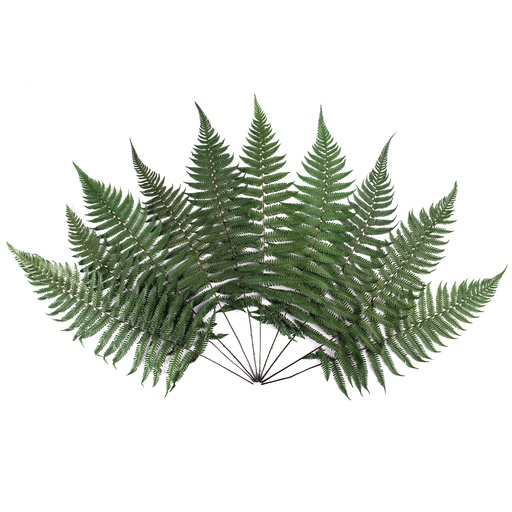 [FPA/0102] FPA/0102 Fern Parchemin Preserved Green 20-30 cm