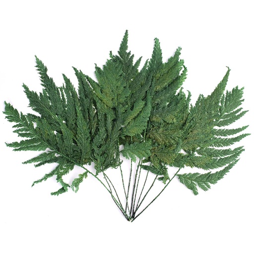 [FPL/9102] FPL/9102 Plume Fern Preserved Green 20-30 cm