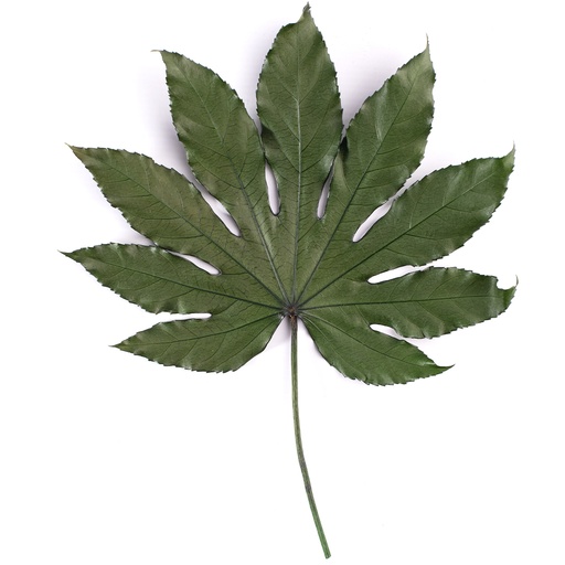 [ARA/9100] ARA/9100 Feuille d'Aralia stabilisée Vert 5 tiges