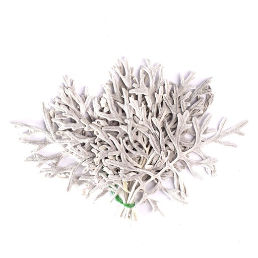 [CIF/0102] CIF/0102 Cineraria Leaves Preserved Silver White 10-20 cm