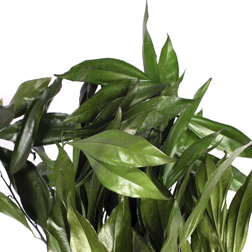 [COC/0104T] COC/0104T Cocolus Preserved 5 stems Green 40-60 cm