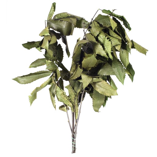 [CST/0103T] CST/0103T Chestnut Preserved Green 50-80 cm