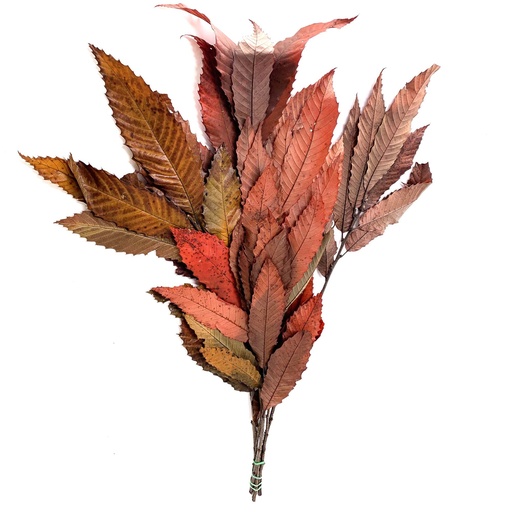 [CST/0403T] CST/0403T Chestnut Preserved Autumn 50-80 cm