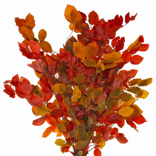 [FAG/0405T] FAG/0405T Fagus Hêtres stabilisée Automne 50-80 cm