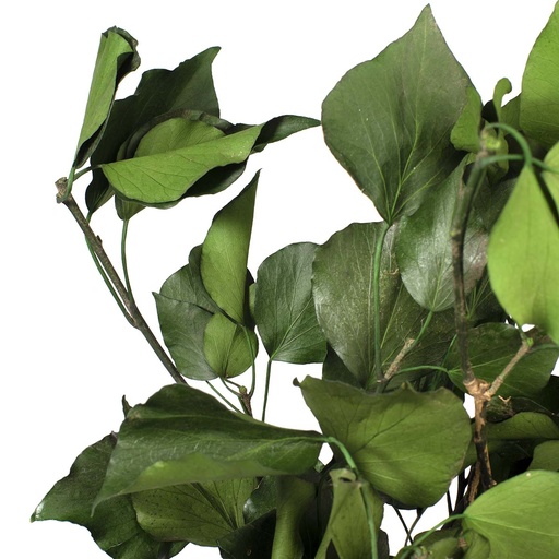 [HED/4103] HED/4103 Hedera Arborea Stabilisierte Grün 30-60 cm