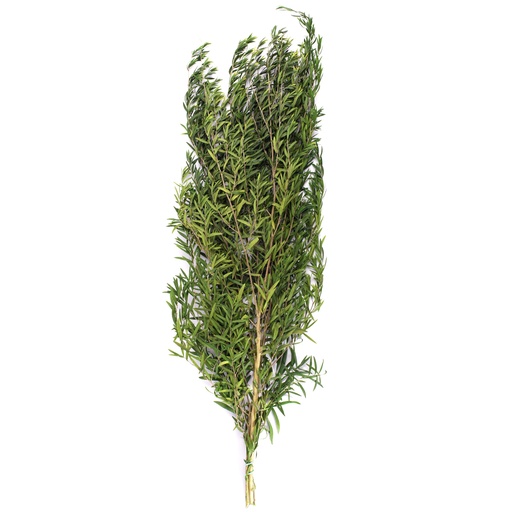 [LPL/9104] LPL/9104 Lepto Lungifolia Preserved Green 40-80 cm