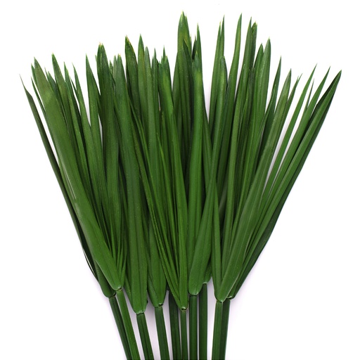 [PAP/0105] PAP/0105 Papyrus 7 stems Preserved Green 30-60 cm